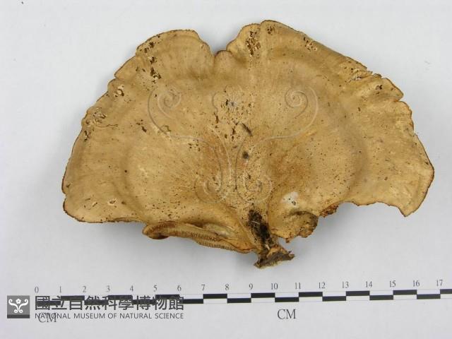 登錄號:F0014601藏品圖，第1張