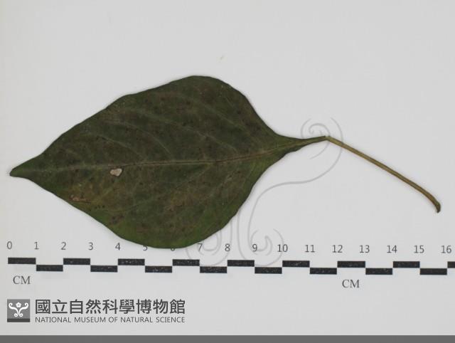 登錄號:F0034601藏品圖，第1張