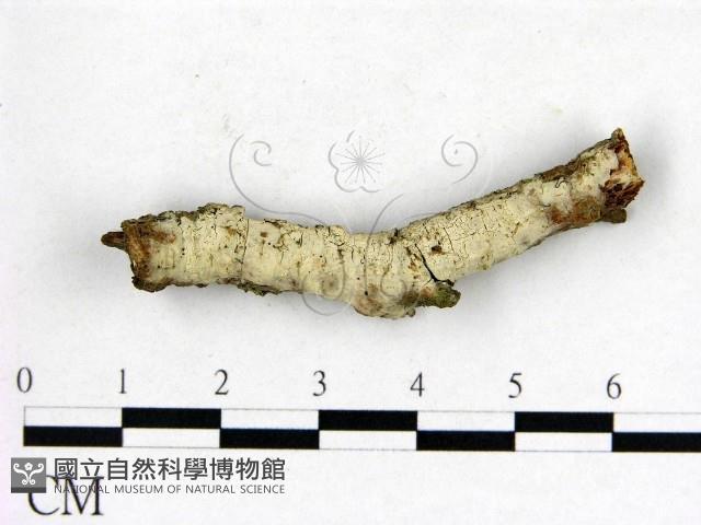 登錄號:F0022601藏品圖，第1張