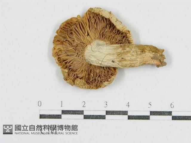 登錄號:F0012601藏品圖，第1張