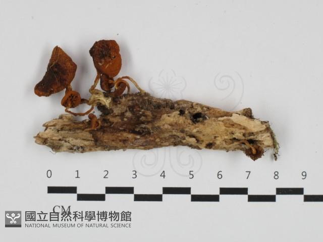登錄號:F0032601藏品圖，第1張