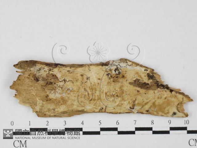 登錄號:F0027601藏品圖，第1張