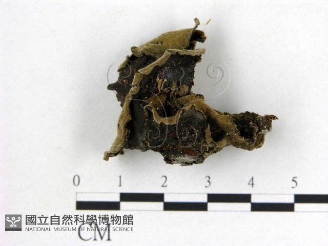 毛木耳藏品圖，第1張