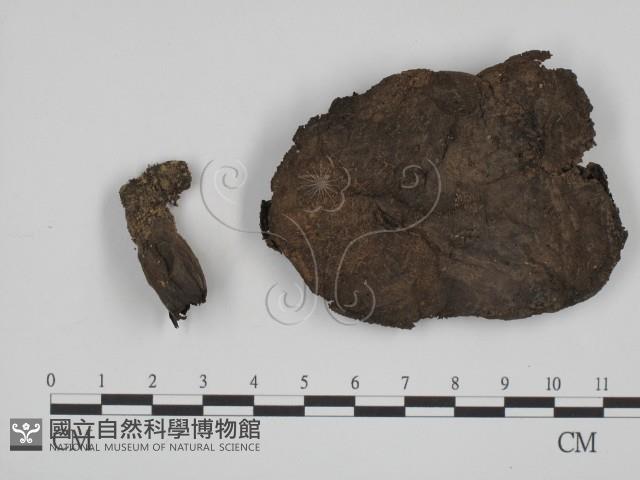 登錄號:F0015601藏品圖，第1張