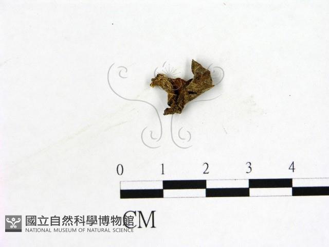 登錄號:F0019601藏品圖，第1張