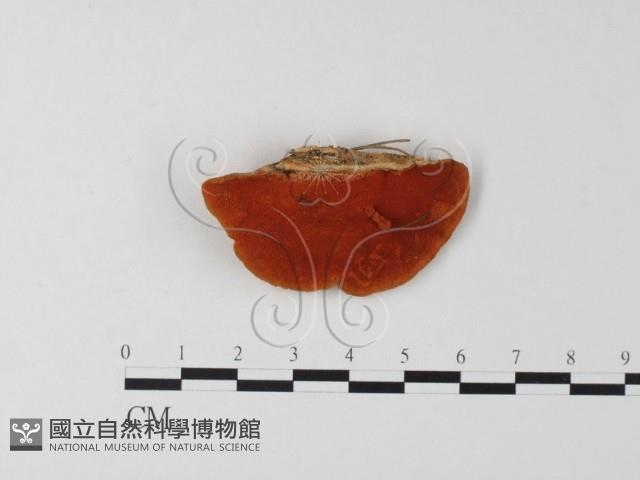 血紅密孔菌藏品圖，第1張