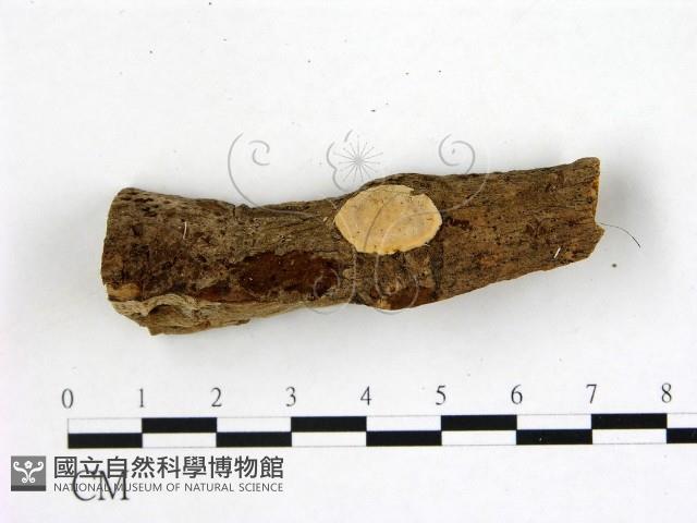 刺皮菌屬藏品圖，第1張
