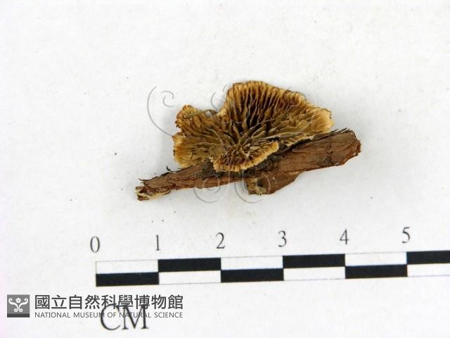 登錄號:F0013601藏品圖，第1張