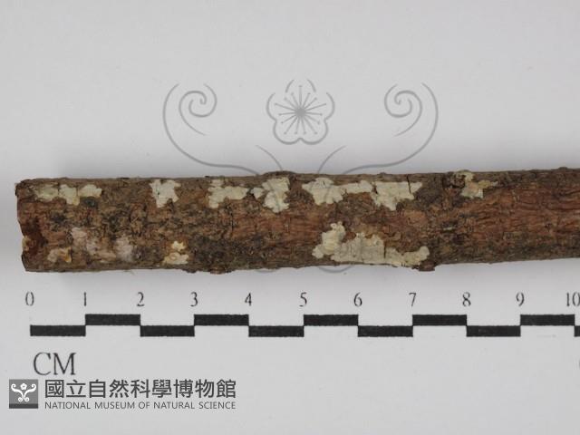 登錄號:F0028401藏品圖，第1張