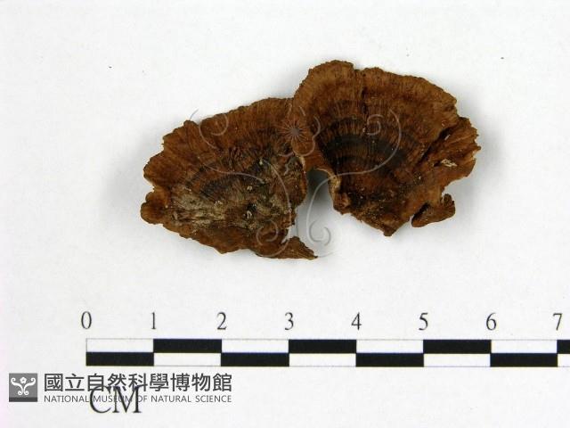 多年臥孔菌屬藏品圖，第1張
