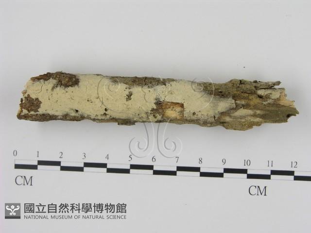 剛毛絲皮菌藏品圖，第1張