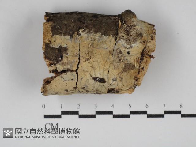 登錄號:F0030401藏品圖，第1張