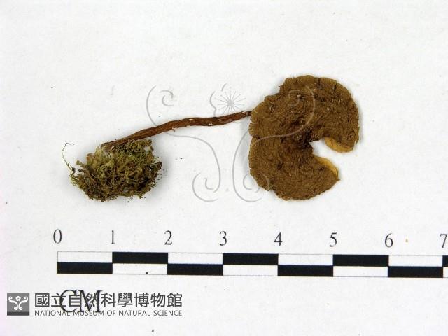 登錄號:F0016401藏品圖，第1張