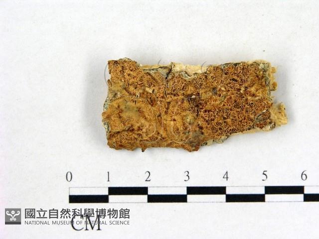 登錄號:F0011401藏品圖，第1張