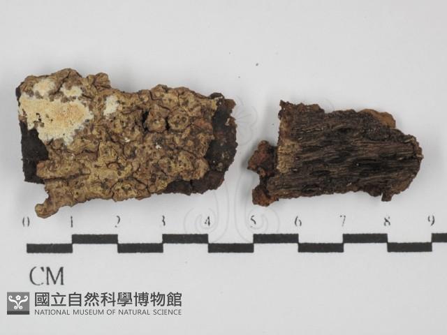 登錄號:F0031401藏品圖，第1張