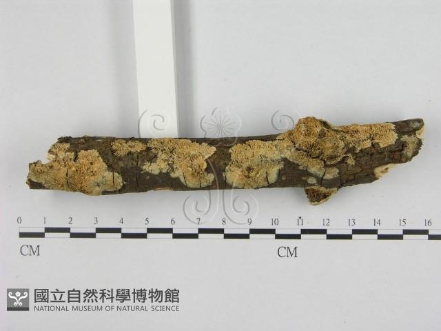 銳孔菌屬藏品圖，第1張