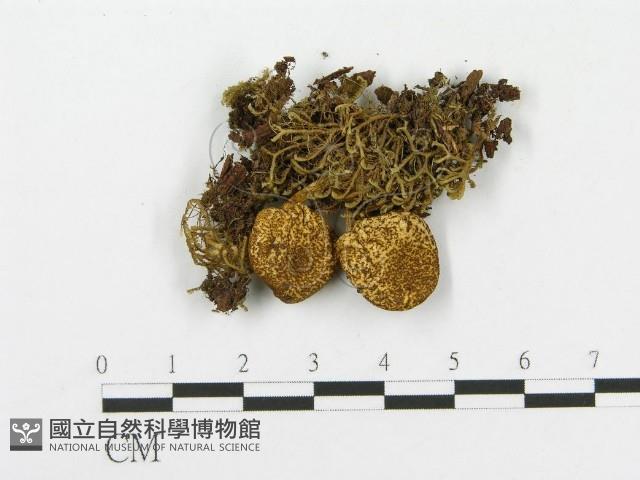 登錄號:F0012401藏品圖，第1張