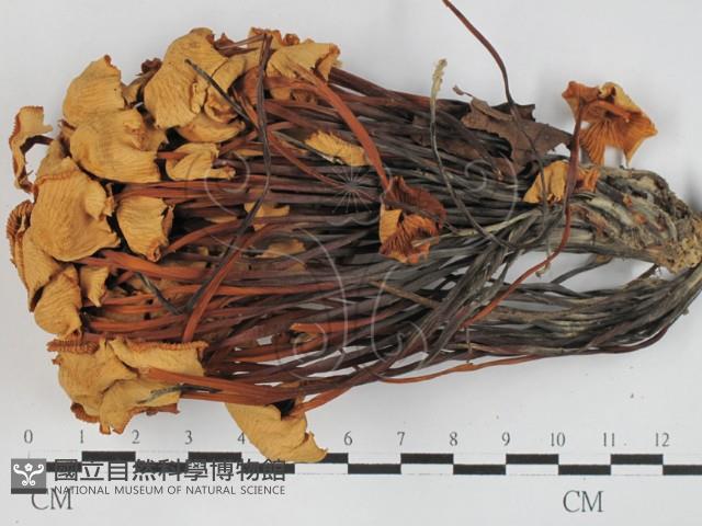 登錄號:F0027401藏品圖，第1張