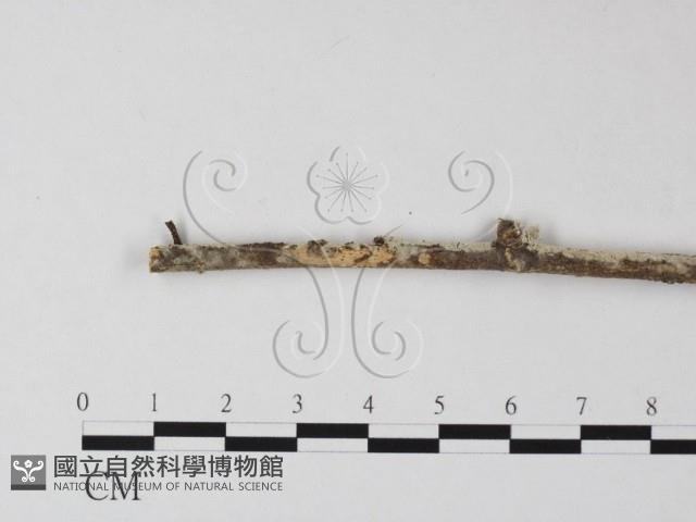 登錄號:F0025401藏品圖，第1張