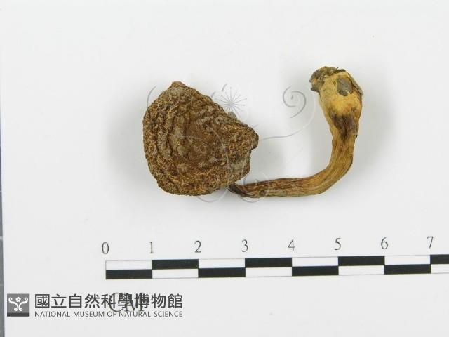 登錄號:F0003401藏品圖，第1張