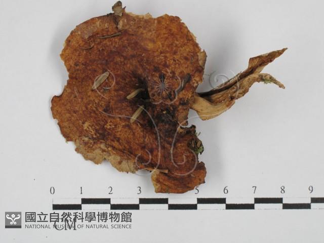登錄號:F0028701藏品圖，第1張