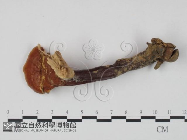 靈芝屬藏品圖，第1張