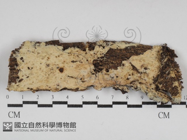 登錄號:F0030701藏品圖，第1張