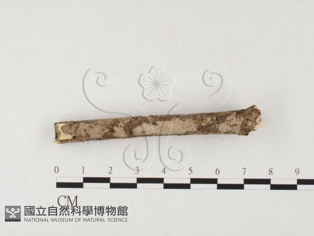 筍殼菌屬藏品圖，第1張