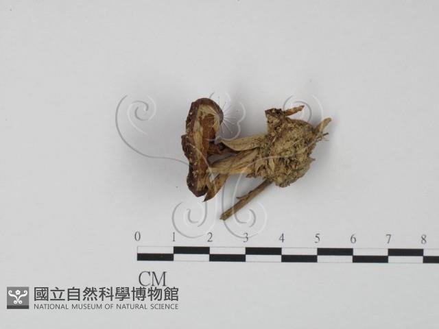 登錄號:F0001701藏品圖，第1張