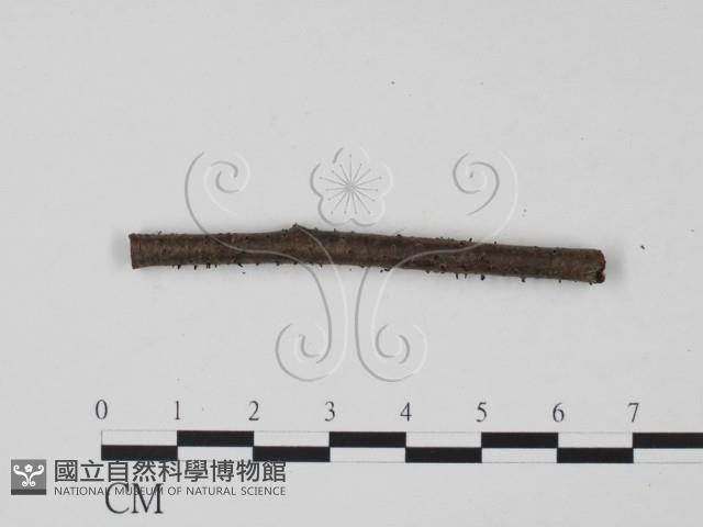 登錄號:F0011701藏品圖，第1張