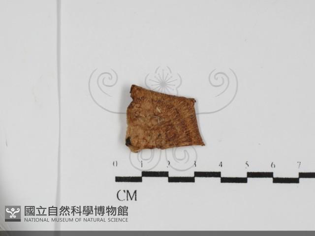 登錄號:F0031701藏品圖，第1張