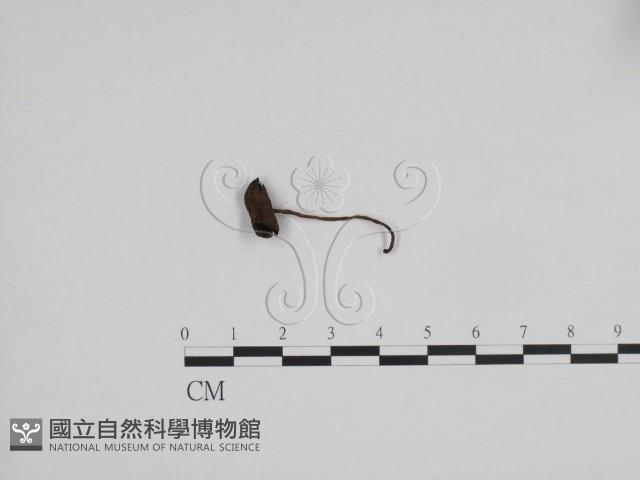 登錄號:F0024701藏品圖，第1張