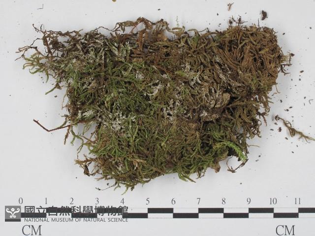 登錄號:F0004701藏品圖，第1張