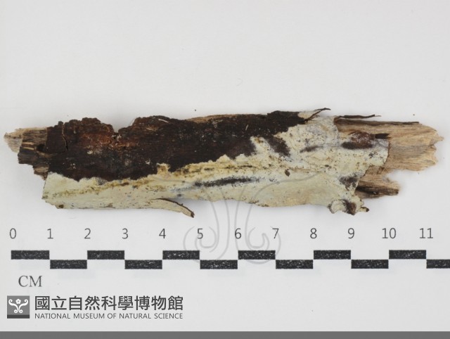 登錄號:F0034701藏品圖，第1張