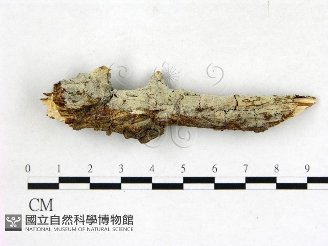 剛毛絲皮菌藏品圖，第1張