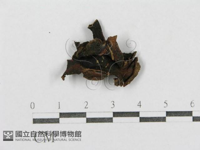 紅菇屬藏品圖，第1張