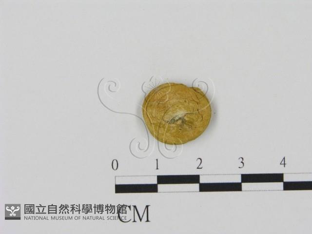 登錄號:F0012701藏品圖，第1張