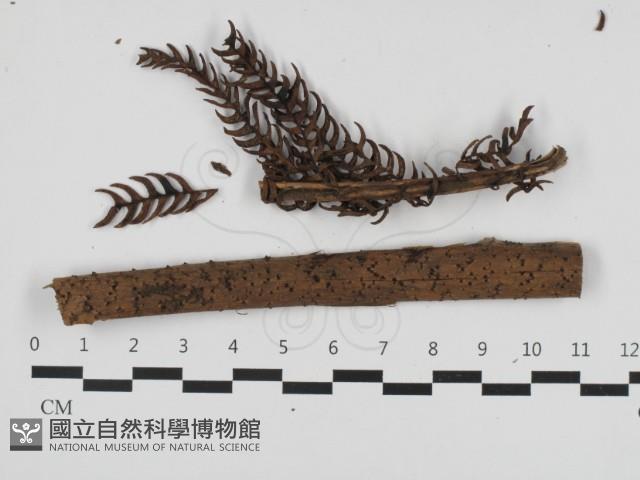 登錄號:F0032701藏品圖，第1張