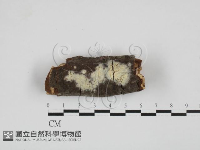 登錄號:F0027701藏品圖，第1張