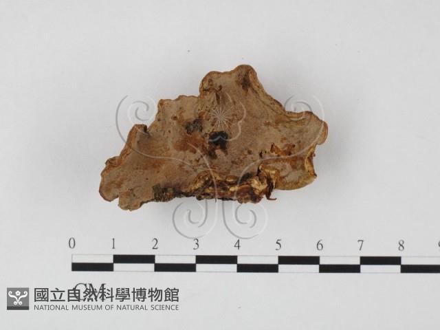 登錄號:F0025701藏品圖，第1張