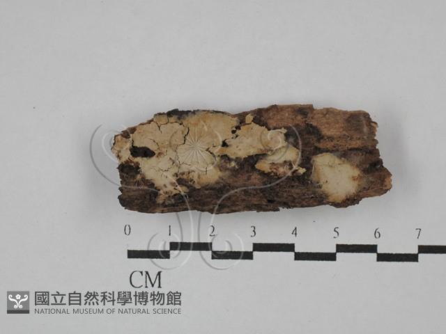 登錄號:F0029701藏品圖，第1張
