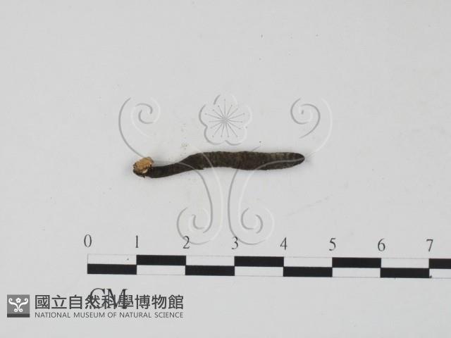 登錄號:F0019701藏品圖，第1張