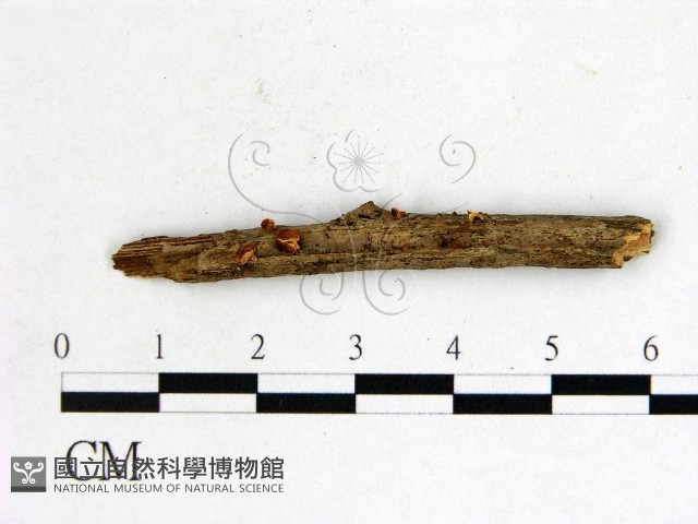登錄號:F0003701藏品圖，第1張