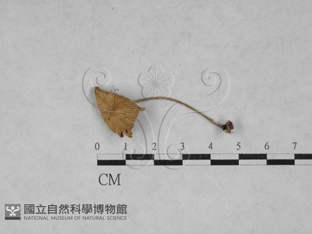 微皮傘屬藏品圖，第1張