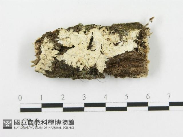 齒耳菌屬藏品圖，第1張