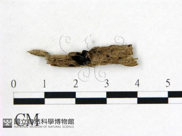 登錄號:F0000501藏品圖，第1張