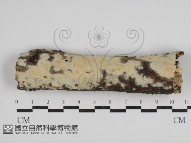 登錄號:F0030501藏品圖，第1張