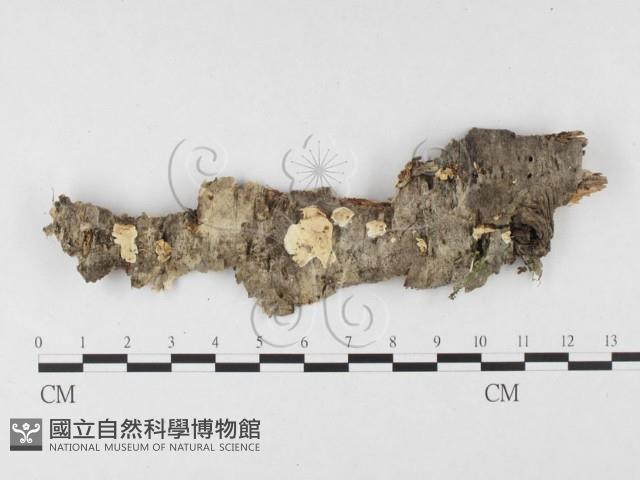 登錄號:F0026501藏品圖，第1張