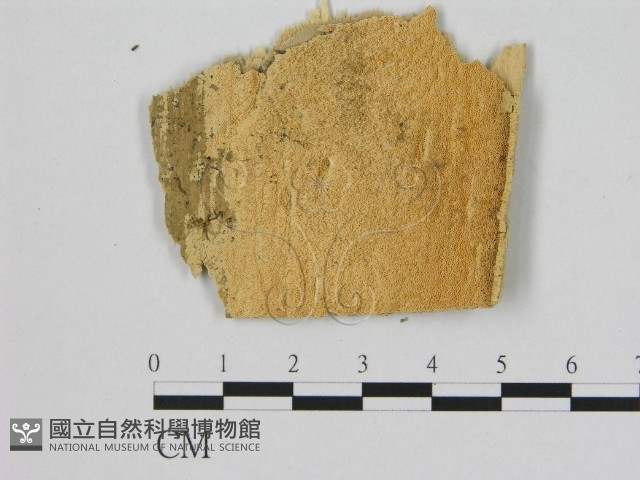登錄號:F0006501藏品圖，第1張