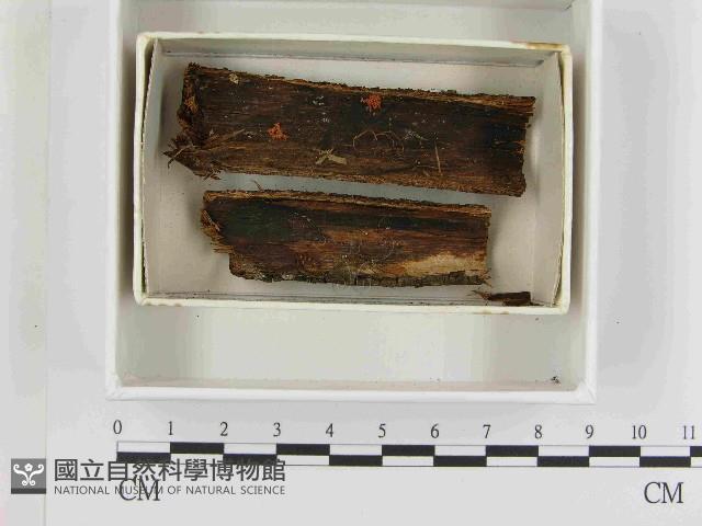 登錄號:F0021501藏品圖，第1張